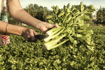 วิธีปลูก “ขึ้นฉ่ายฝรั่ง” หรือ Celery ไว้ทานเอง ปลูกไม่ยาก ช่วยประหยัดเงิน